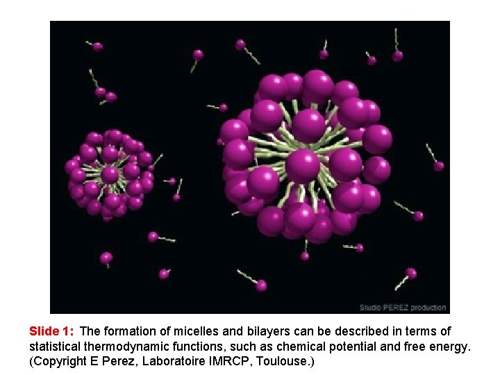 Slide 1: The formation of micelles and bilayers can be described in terms of