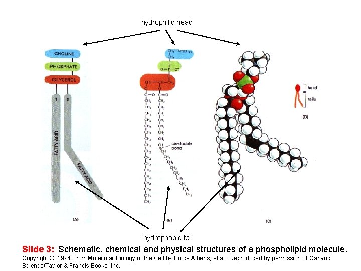 hydrophilic head hydrophobic tail Slide 3: Schematic, chemical and physical structures of a phospholipid
