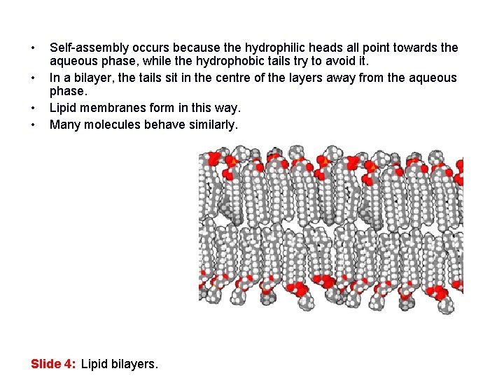  • • Self-assembly occurs because the hydrophilic heads all point towards the aqueous