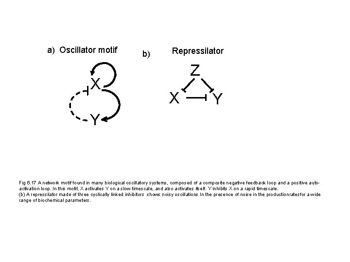 a) Oscillator motif X b) Repressilator Z X Y Y Fig 6. 17 A