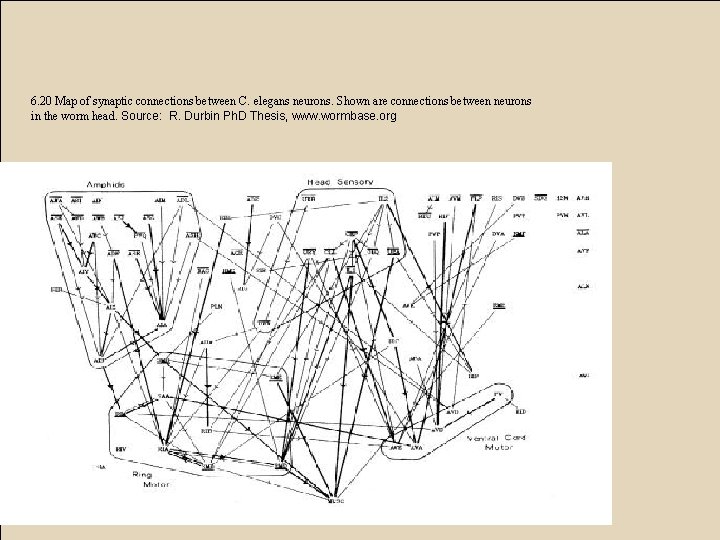 6. 20 Map of synaptic connections between C. elegans neurons. Shown are connections between