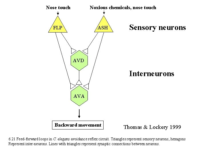 Nose touch Noxious chemicals, nose touch ASH FLP Sensory neurons AVD Interneurons AVA Backward