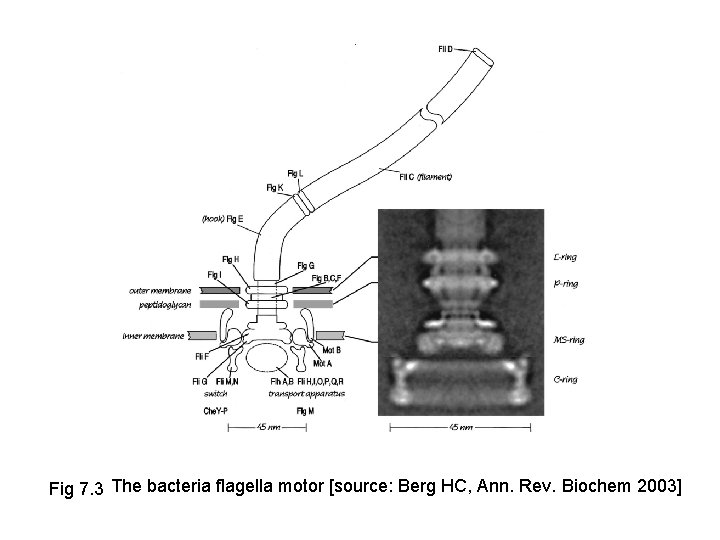 Fig 7. 3 The bacteria flagella motor [source: Berg HC, Ann. Rev. Biochem 2003]