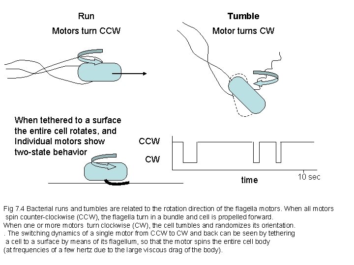 Run Tumble Motors turn CCW Motor turns CW When tethered to a surface the