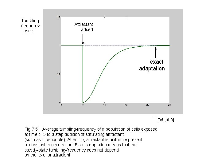 Tumbling frequency 1/sec Attractant added exact adaptation Time [min] Fig 7. 5 : Average