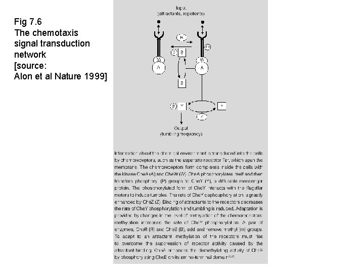 Fig 7. 6 The chemotaxis signal transduction network [source: Alon et al Nature 1999]