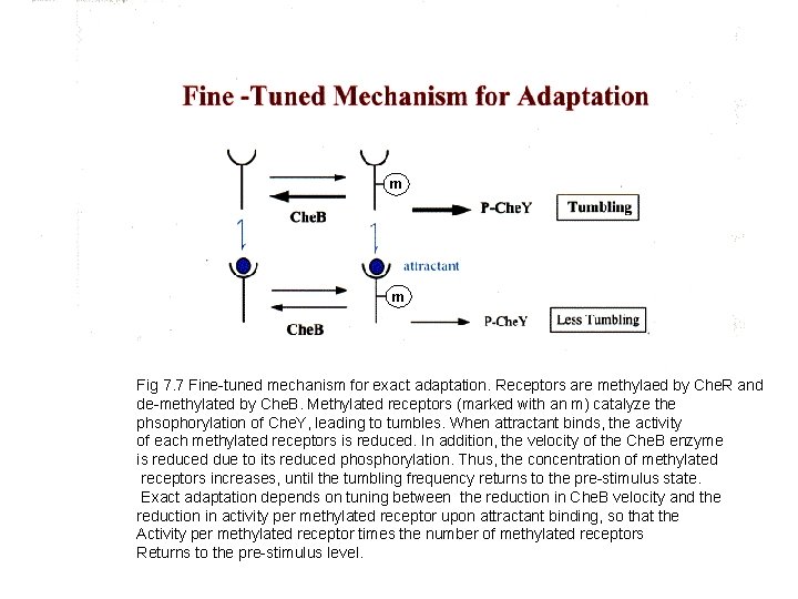 m m Fig 7. 7 Fine-tuned mechanism for exact adaptation. Receptors are methylaed by