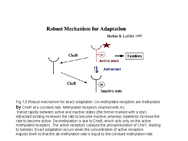 m m Fig 7, 9 Robust mechanism for exact adaptation. Un-methylated receptors are methylated