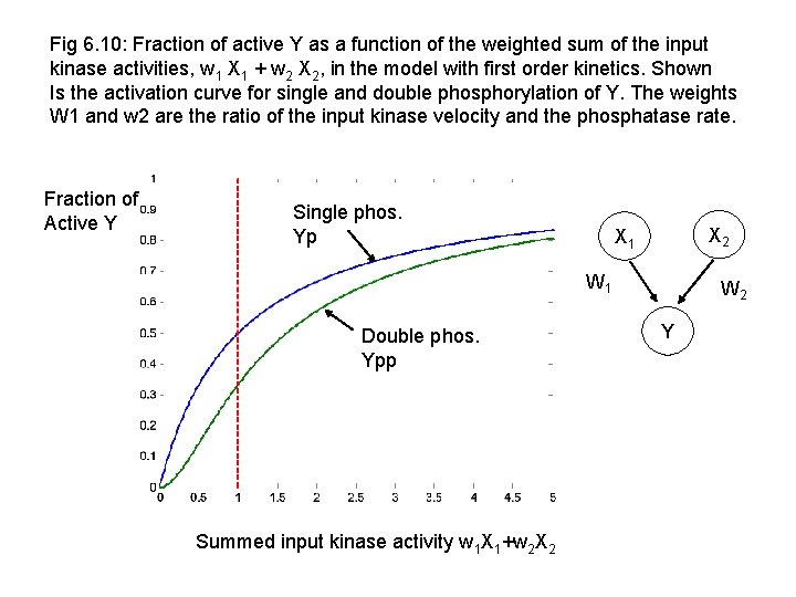 Fig 6. 10: Fraction of active Y as a function of the weighted sum