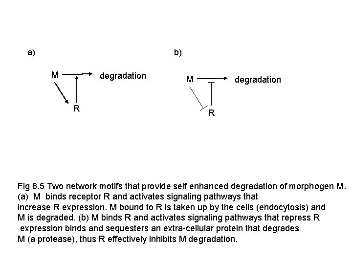 b) a) M degradation R Fig 8. 5 Two network motifs that provide self