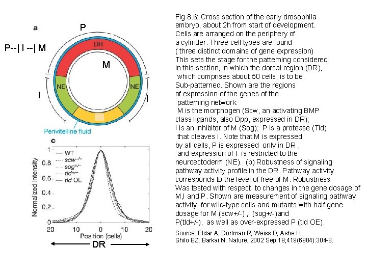 P P--| I --| M M I I DR Fig 8. 6: Cross section