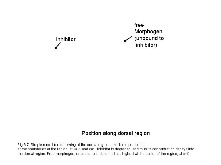 inhibitor free Morphogen (unbound to inhibitor) Position along dorsal region Fig 8. 7: Simple