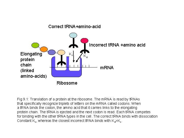 Correct t. RNA+amino-acid Incorrect t. RNA +amino acid Elongating protein chain (linked amino-acids) Kc