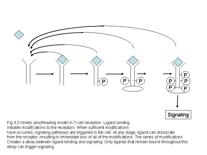 P P P P Signaling Fig 9. 2 Kinetic proofreading model in T-cell receptors.