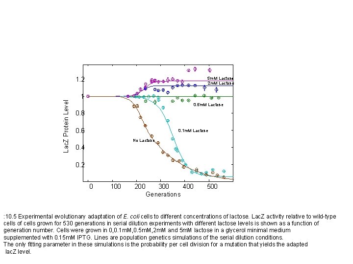 Lac. Z Protein Level 1. 2 5 m. M Lactose 2 m. M Lactose