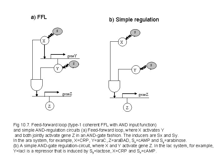 a) FFL b) Simple regulation S S x x X X gene. Y S