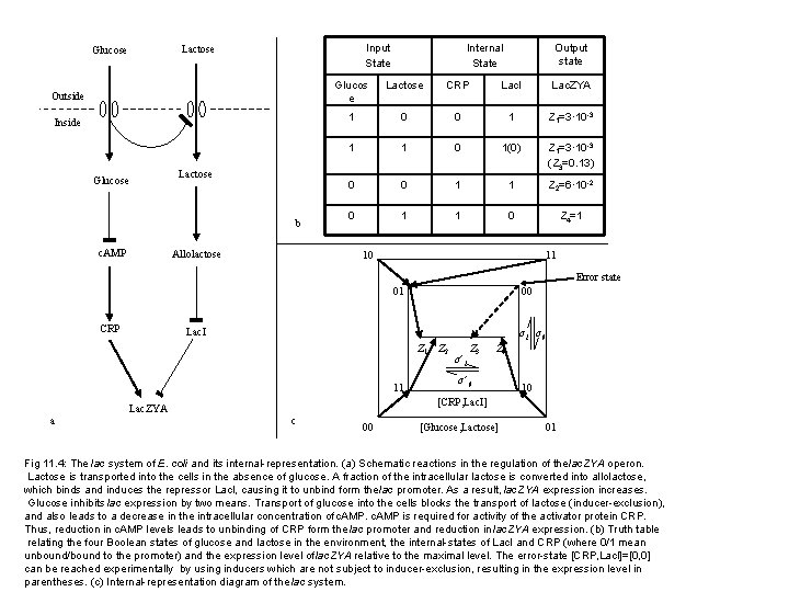 Glucose e Input State Lactose Outside Inside Glucose e Lactose b c. AMP Allolactose