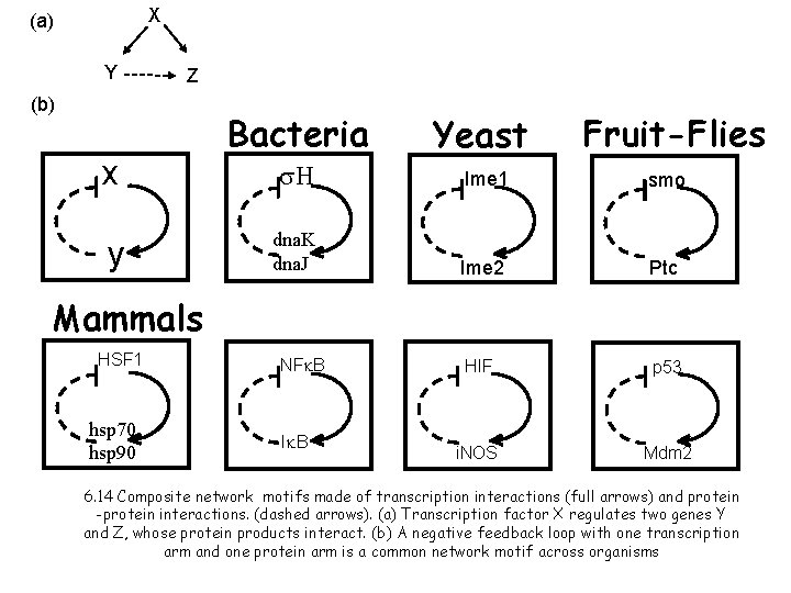 X (a) Y Z (b) x y Bacteria Yeast Fruit-Flies s. H Ime 1