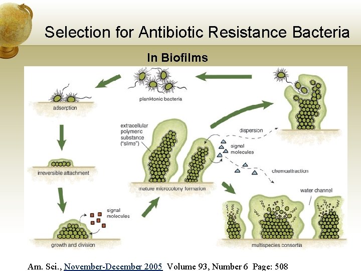 Selection for Antibiotic Resistance Bacteria In Biofilms Am. Sci. , November-December 2005 Volume 93,