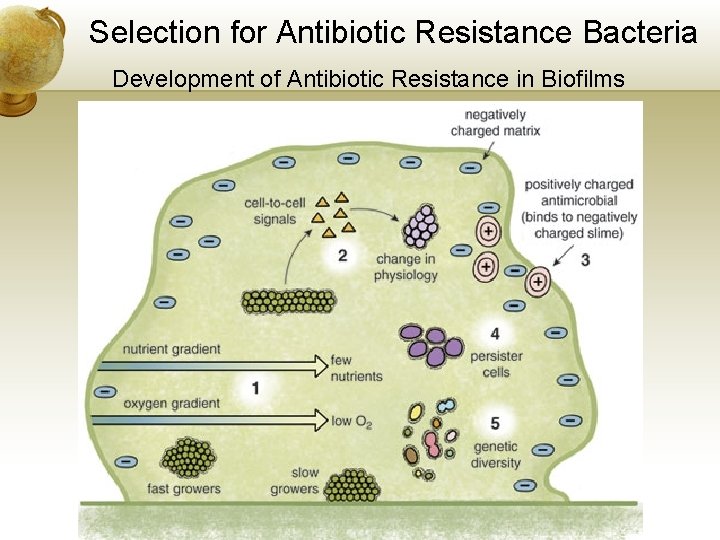 Selection for Antibiotic Resistance Bacteria Development of Antibiotic Resistance in Biofilms 