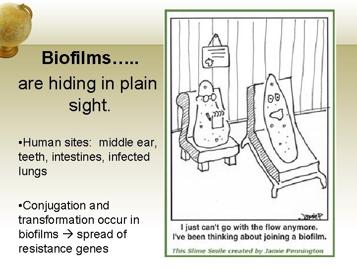 Biofilms…. . are hiding in plain sight. • Human sites: middle ear, teeth, intestines,