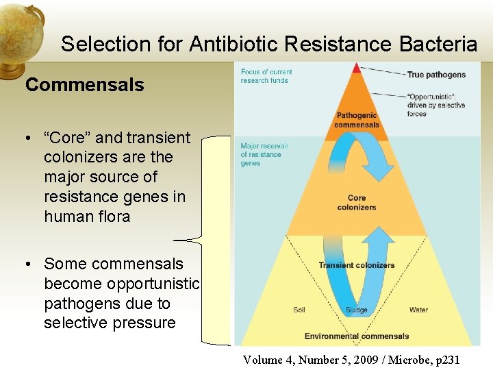 Selection for Antibiotic Resistance Bacteria Commensals • “Core” and transient colonizers are the major