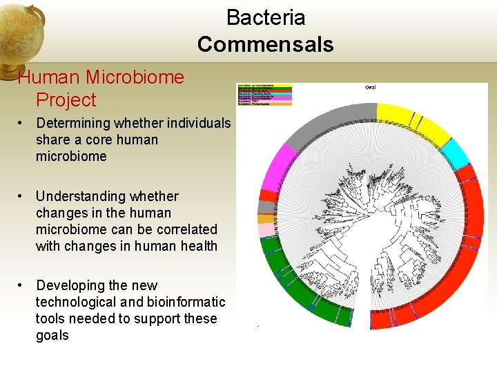 Bacteria Commensals Human Microbiome Project • Determining whether individuals share a core human microbiome