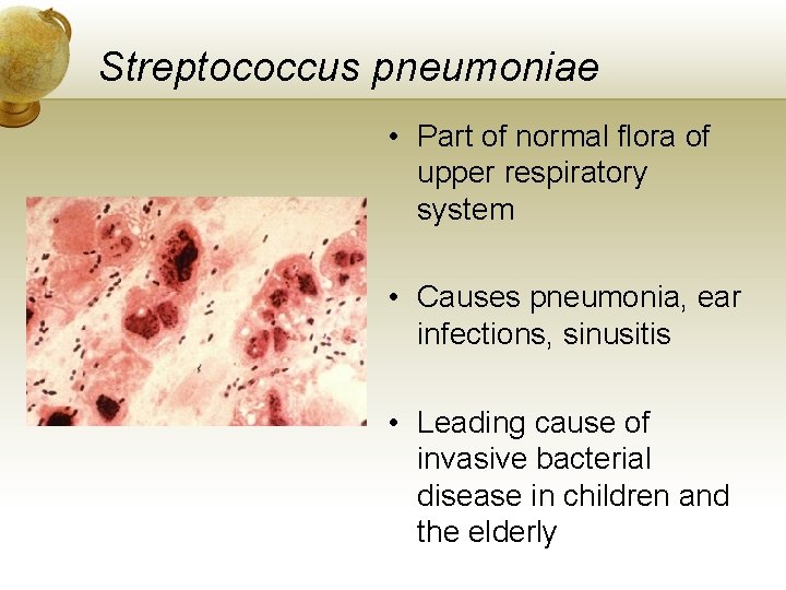 Streptococcus pneumoniae • Part of normal flora of upper respiratory system • Causes pneumonia,