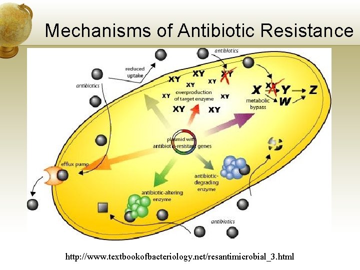 Mechanisms of Antibiotic Resistance http: //www. textbookofbacteriology. net/resantimicrobial_3. html 