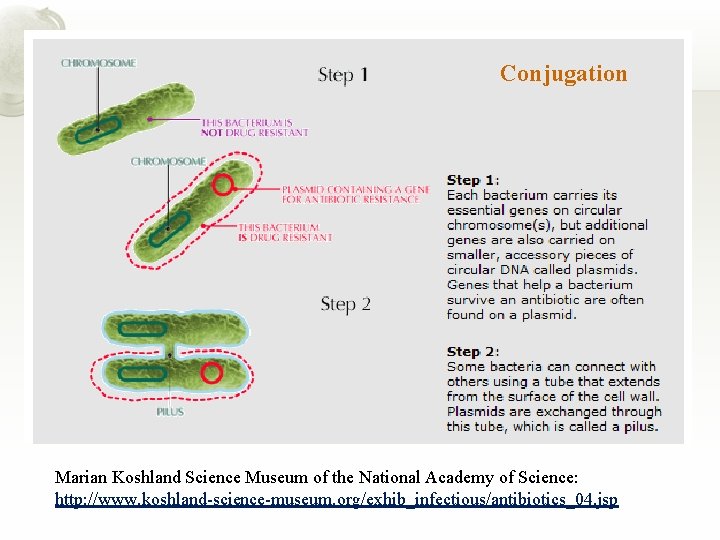 Conjugation Marian Koshland Science Museum of the National Academy of Science: http: //www. koshland-science-museum.