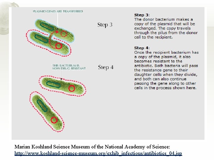 Marian Koshland Science Museum of the National Academy of Science: http: //www. koshland-science-museum. org/exhib_infectious/antibiotics_04.