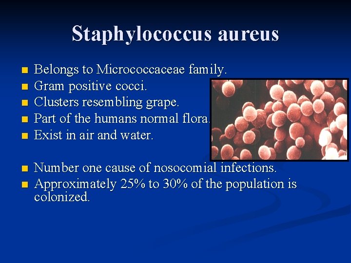 Staphylococcus aureus n n n n Belongs to Micrococcaceae family. Gram positive cocci. Clusters