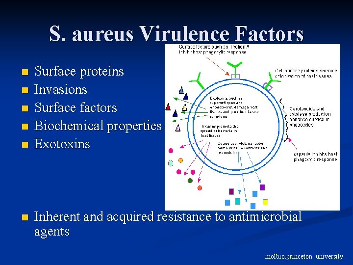 S. aureus Virulence Factors n n n Surface proteins Invasions Surface factors Biochemical properties