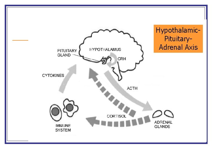 Hypothalamic. Pituitary. Adrenal Axis 