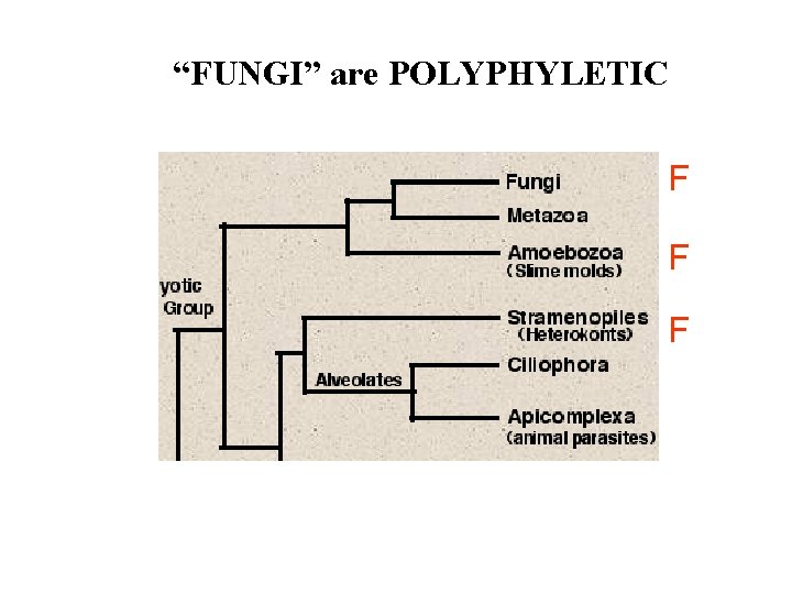 “FUNGI” are POLYPHYLETIC F F F  “FUNGI” are POLYPHYLETIC F F F