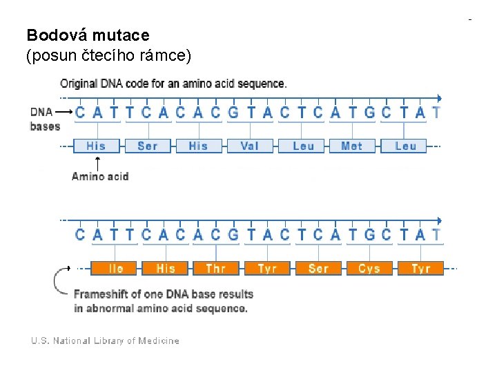 Bodová mutace (posun čtecího rámce) 