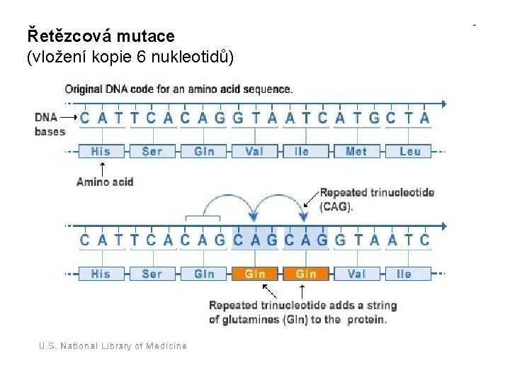 Řetězcová mutace (vložení kopie 6 nukleotidů) 