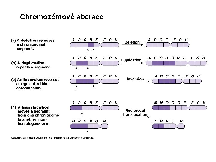 Chromozómové aberace 