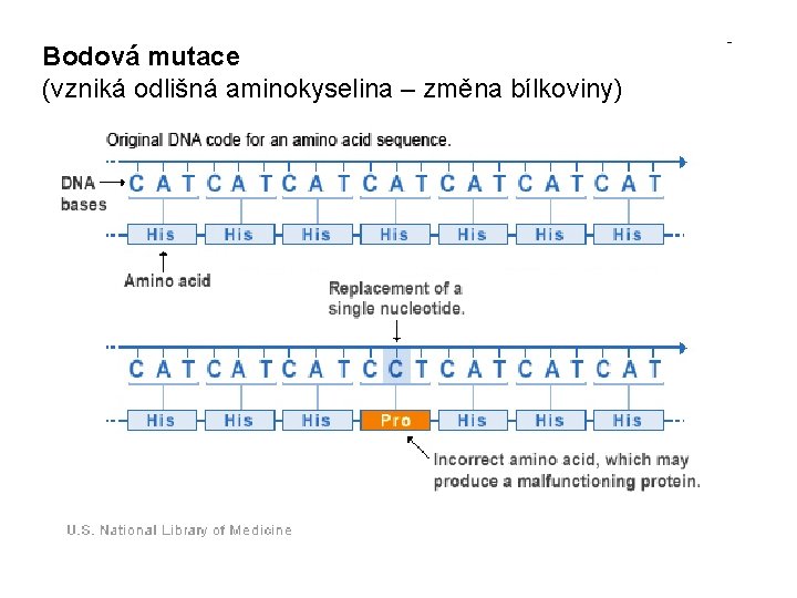 Bodová mutace (vzniká odlišná aminokyselina – změna bílkoviny) 