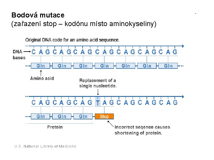 Bodová mutace (zařazení stop – kodónu místo aminokyseliny) 