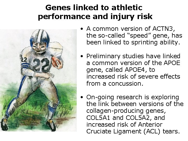 Genes linked to athletic performance and injury risk • A common version of ACTN