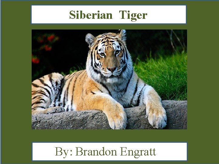 Siberian Tiger By: Brandon Engratt 