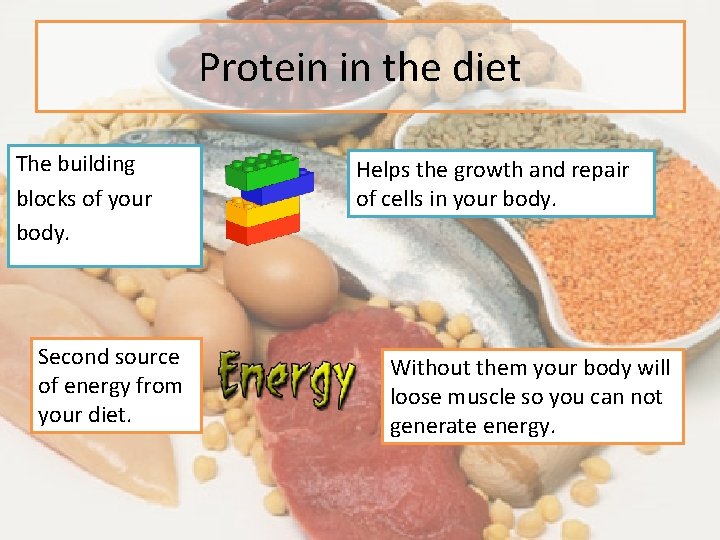 Protein in the diet The building blocks of your body. Second source of energy