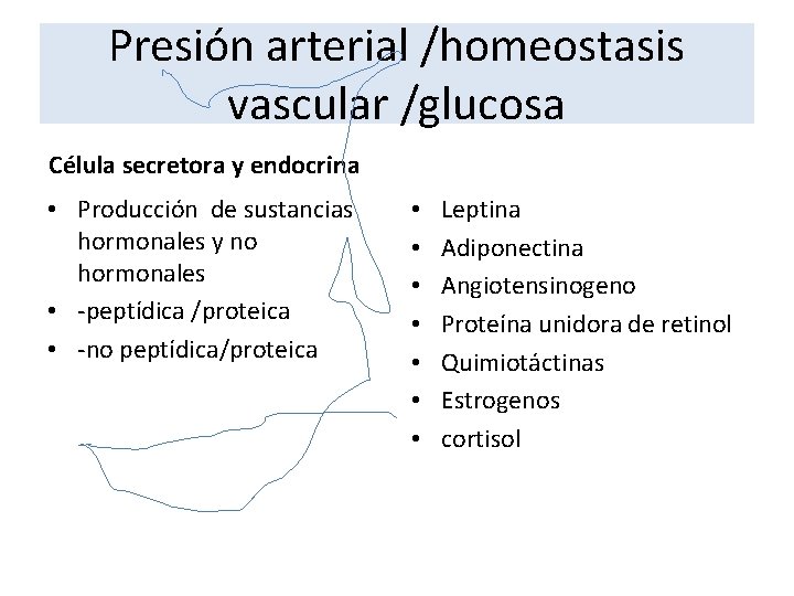 Presión arterial /homeostasis vascular /glucosa Célula secretora y endocrina • Producción de sustancias hormonales