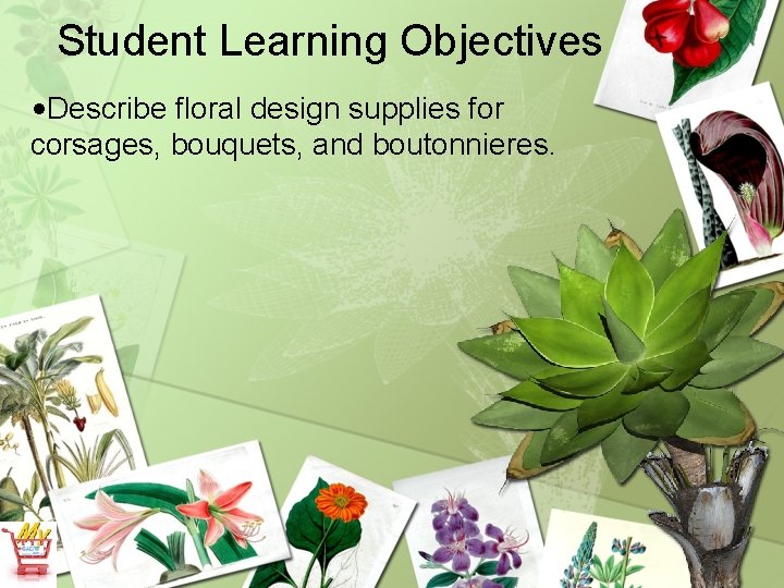 Student Learning Objectives • Describe floral design supplies for corsages, bouquets, and boutonnieres. 