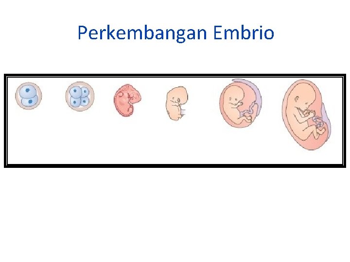 Perkembangan Embrio 