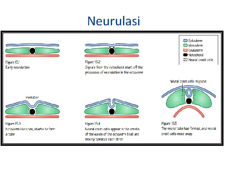 Neurulasi 