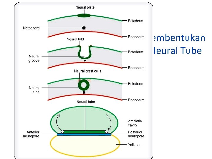 Pembentukan Neural Tube 