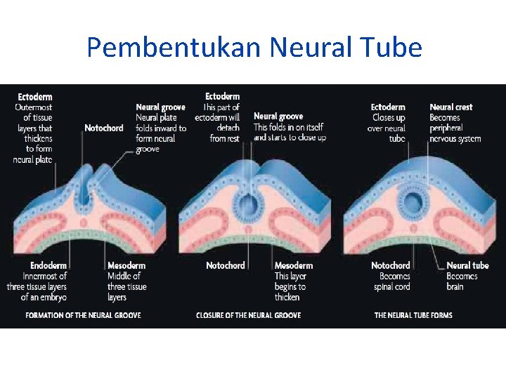 Pembentukan Neural Tube 