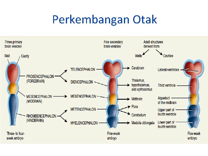 Perkembangan Otak 